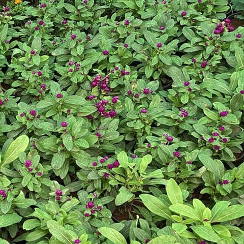 Set of 3 - Gomphrena Purple in 4 Inch Nursery Pot