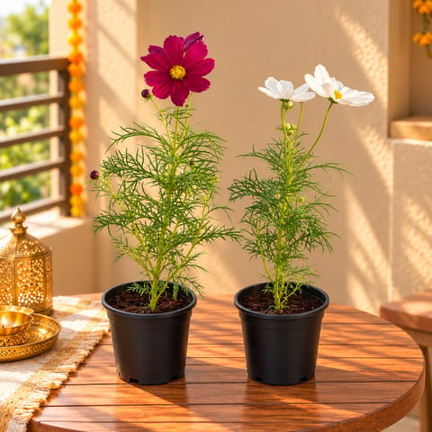 Festival Blooms - Set of 2 - Cosmos (Any Colour) in 5 Inch Nursery Pot