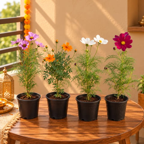 Flowering Blooms - Set of 4 - Cosmos (Multicolour) in 5 Inch Nursery Pot