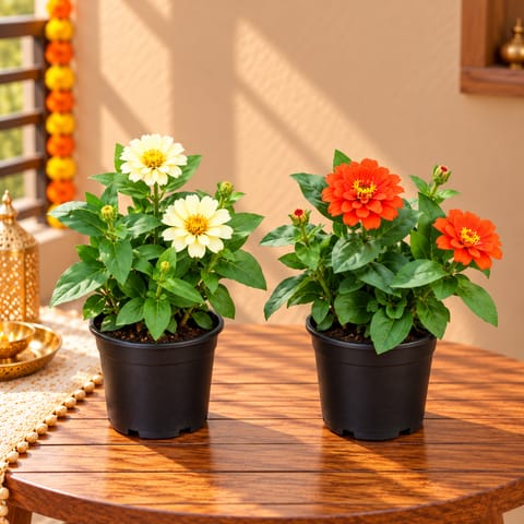 Set of 2 - Zinnia (Any Colour) in 5 Inch Nursery Pot