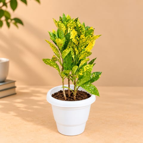 Baby Croton in 8 Inch Classy White Plastic Pot