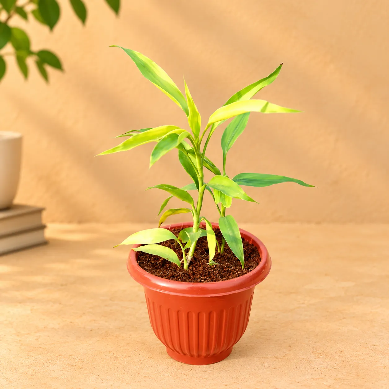 Golden Lucky Bamboo in 8 Inch Terracotta Red Olive Plastic Pot