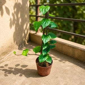 Paan in 6 Inch Nursery Pot
