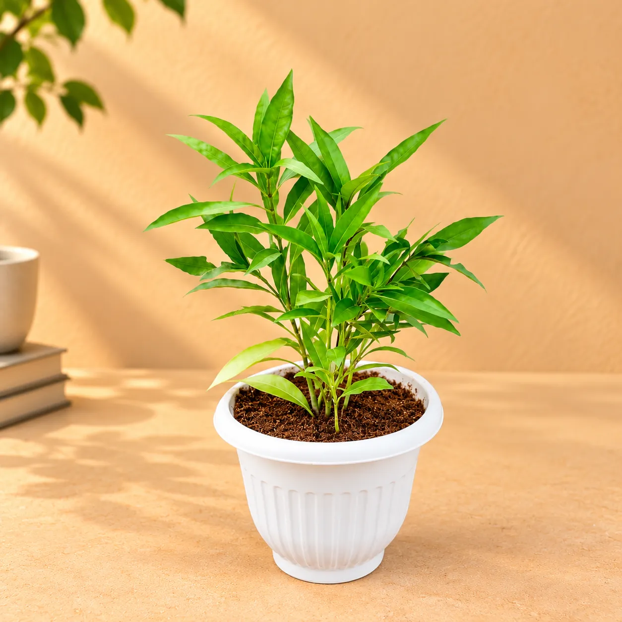 Sukh Shanti in 8 Inch White Olive Plastic Pot