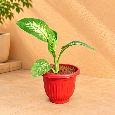 Dieffenbachia Seguine in 8 Inch Terracotta Red Olive Plastic Pot