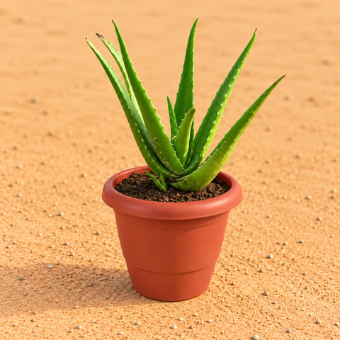Aloe Vera in 8 Inch Terracotta Red Classy Plastic Pot