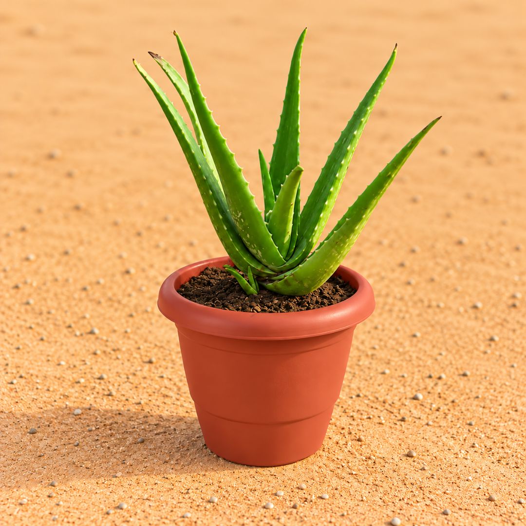 Aloe Vera in 8 Inch Terracotta Red Classy Plastic Pot