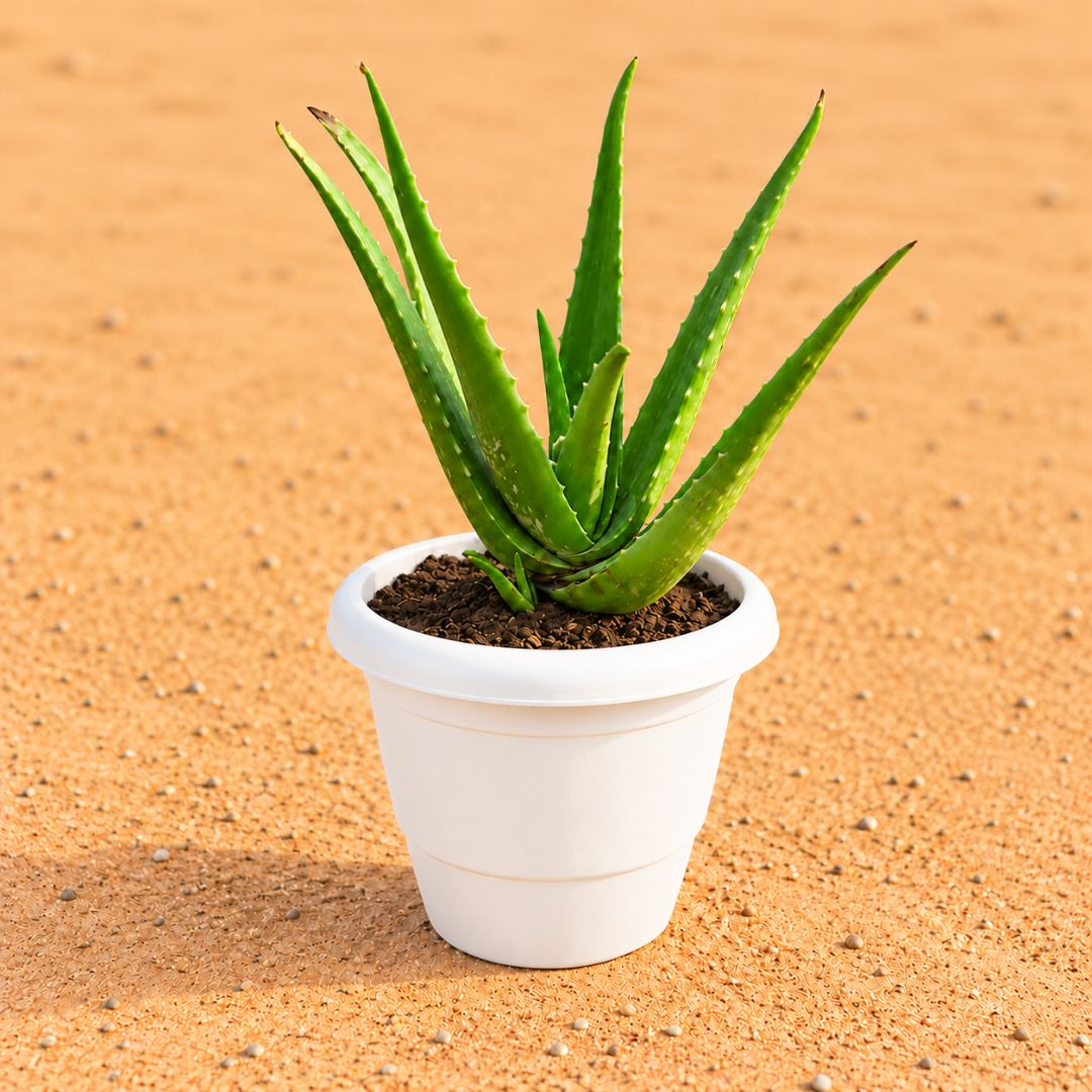 Aloe Vera in 8 Inch White Classy Plastic Pot