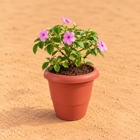 Balsam (Any Colour) in 8 Inch Terracotta Red Classy Plastic Pot