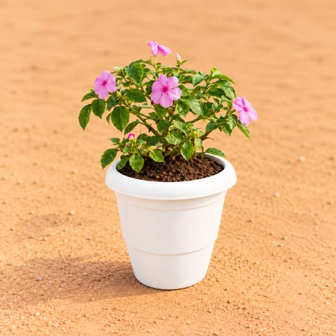 Balsam (Any Colour) in 8 Inch White Classy Plastic Pot