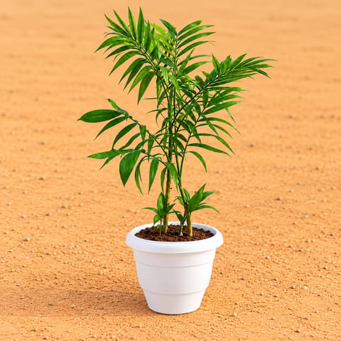 Cane Palm (~2-2.5 Ft) in 8 Inch White Classy Plastic Pot