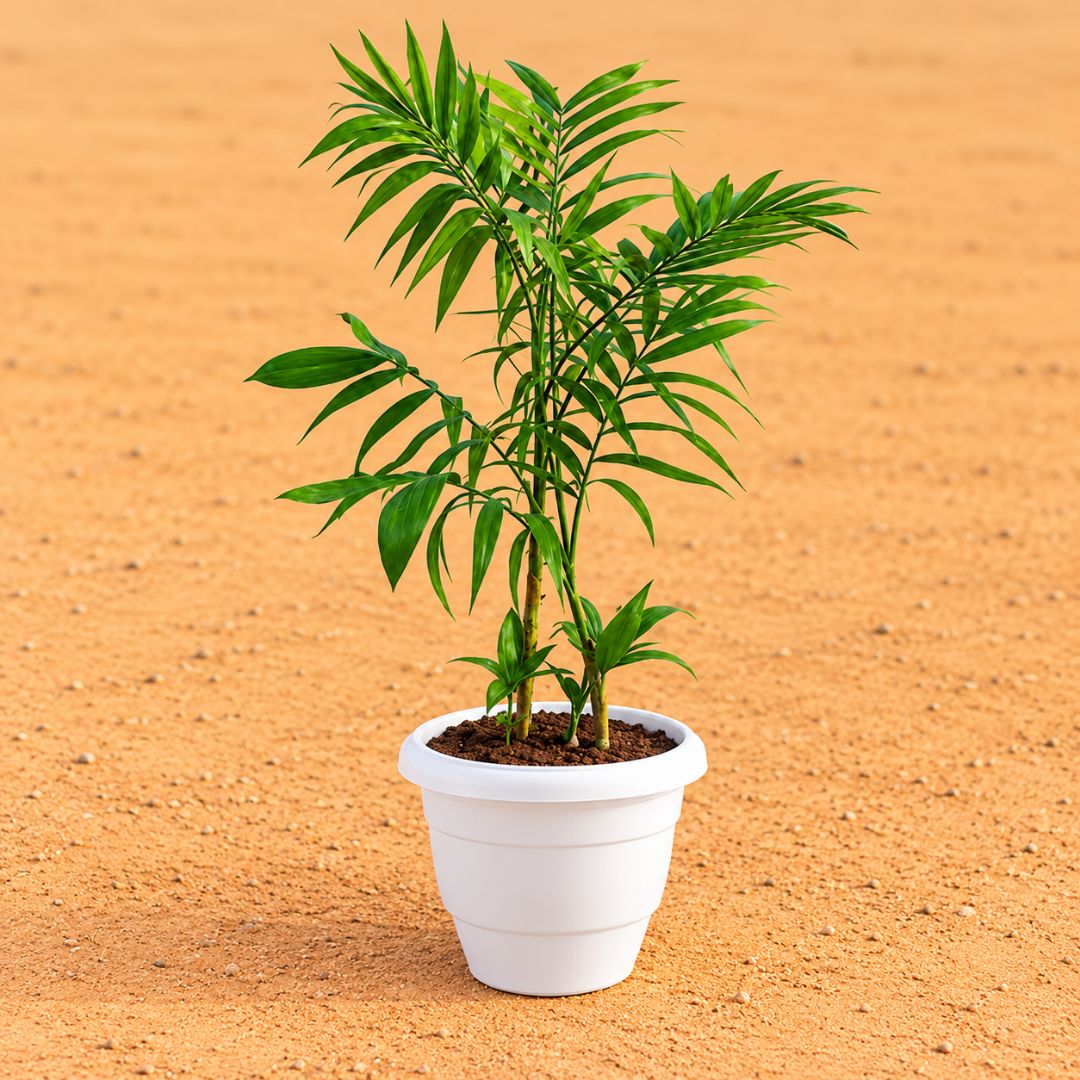 Cane Palm (~2-2.5 Ft) in 8 Inch White Classy Plastic Pot
