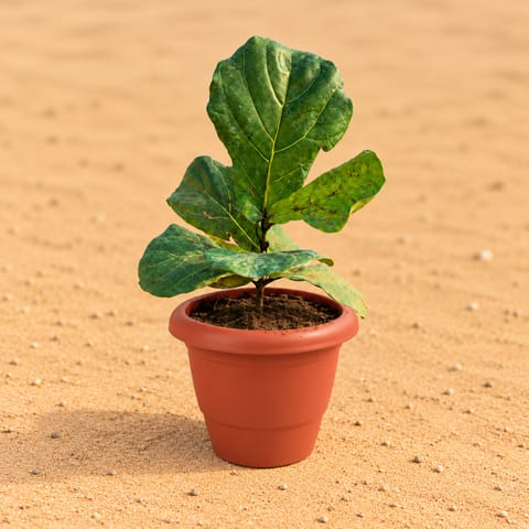 Fiddle Leaf Fig / Ficus Lyrata (~1 Ft) in 8 Inch Terracotta Red Classy Plastic Pot