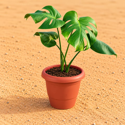 Monstera Deliciosa in 8 Inch Terracotta Red Classy Plastic Pot