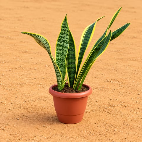 Snake Yellow Long (~1.5 Ft) in 8 Inch Terracotta Red Classy Plastic Pot