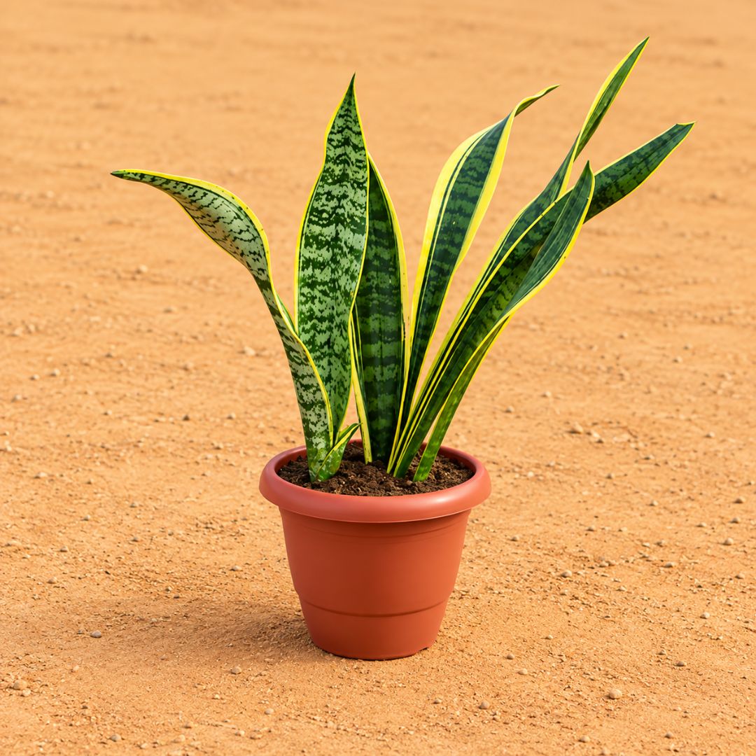 Snake Yellow Long (~1.5 Ft) in 8 Inch Terracotta Red Classy Plastic Pot