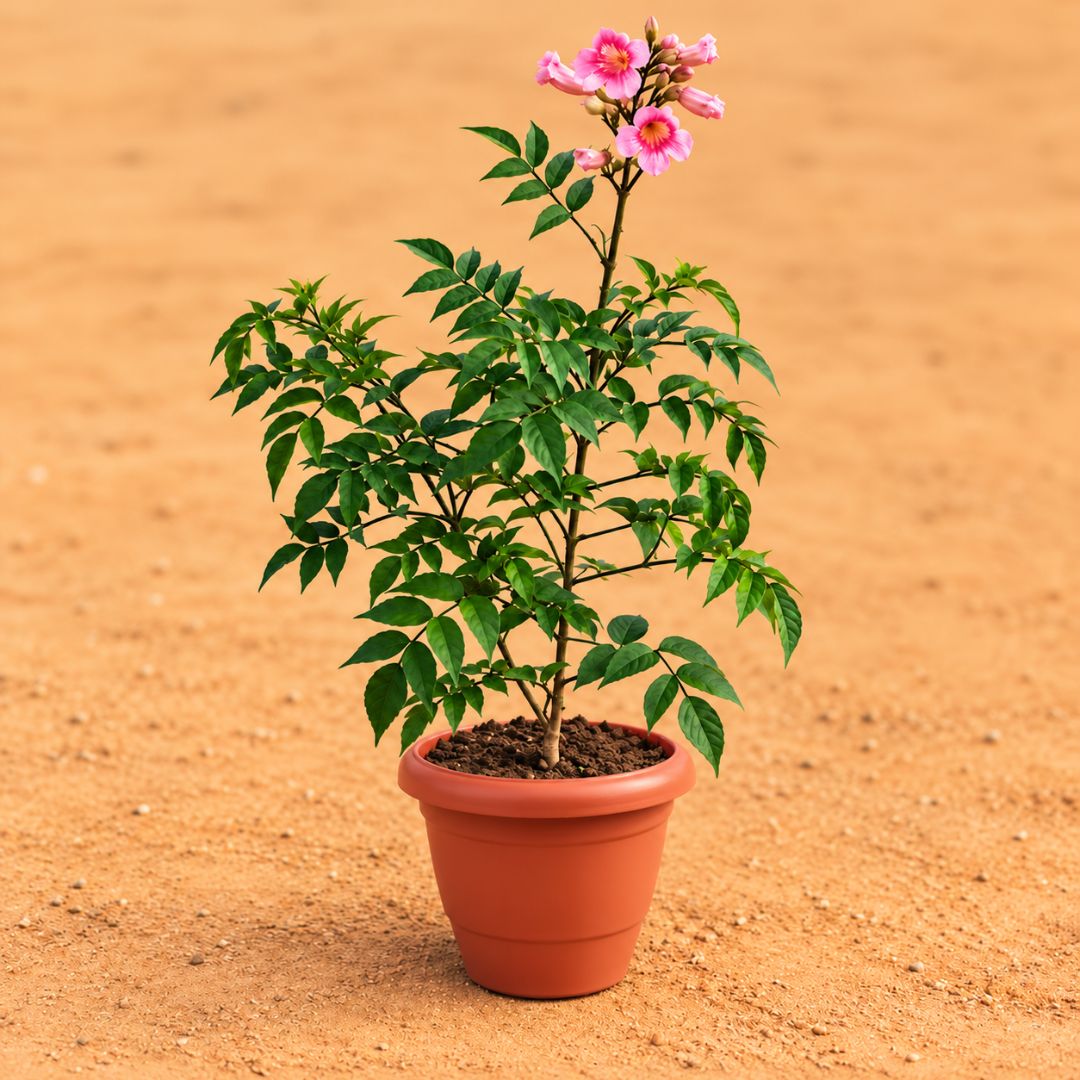 Tecoma Purple in 8 Inch Terracotta Red Classy Plastic Pot
