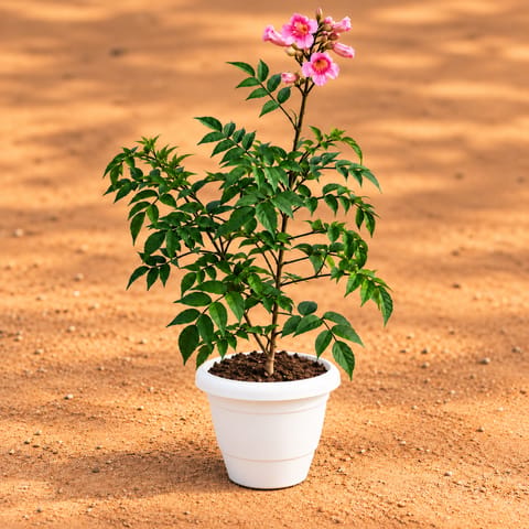 Tecoma Purple in 8 Inch White Classy Plastic Pot
