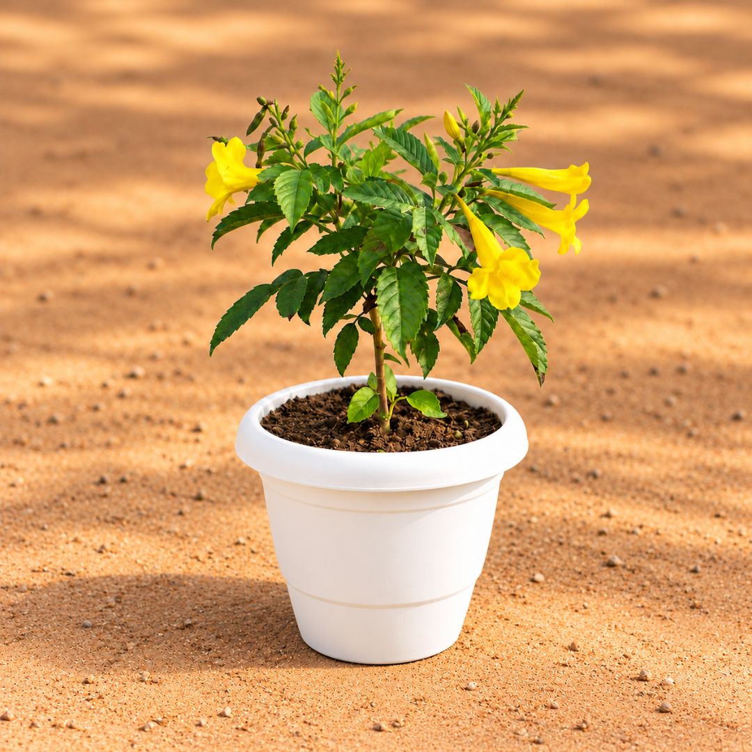 Tecoma Yellow in 8 Inch White Classy Plastic Pot