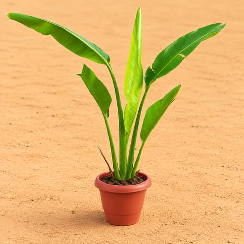 Traveller Palm (~1.5-2 ft) in 8 Inch Terracotta Red Classy Plastic Pot
