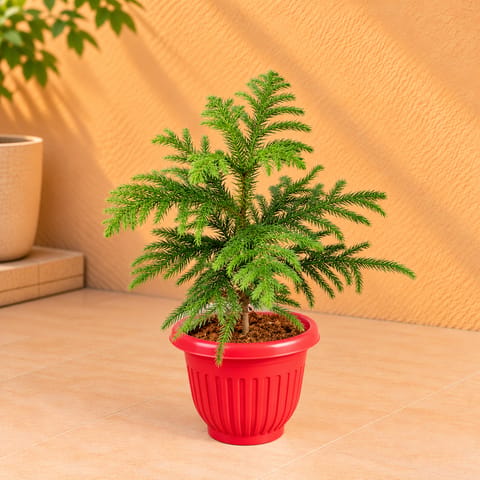 Araucaria / Christmas Tree (~ 1 Ft) in 8 inch Terracotta Red Olive Plastic Pot