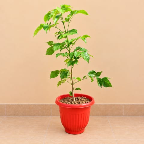 Radermachera / China Doll ( 2 Ft) in 8 Inch Terracotta Red Olive Plastic Pot