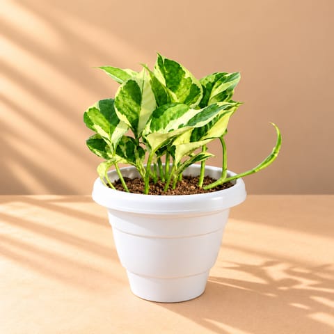 Money Plant N'Joy in 8 Inch White Classy Plastic Pot