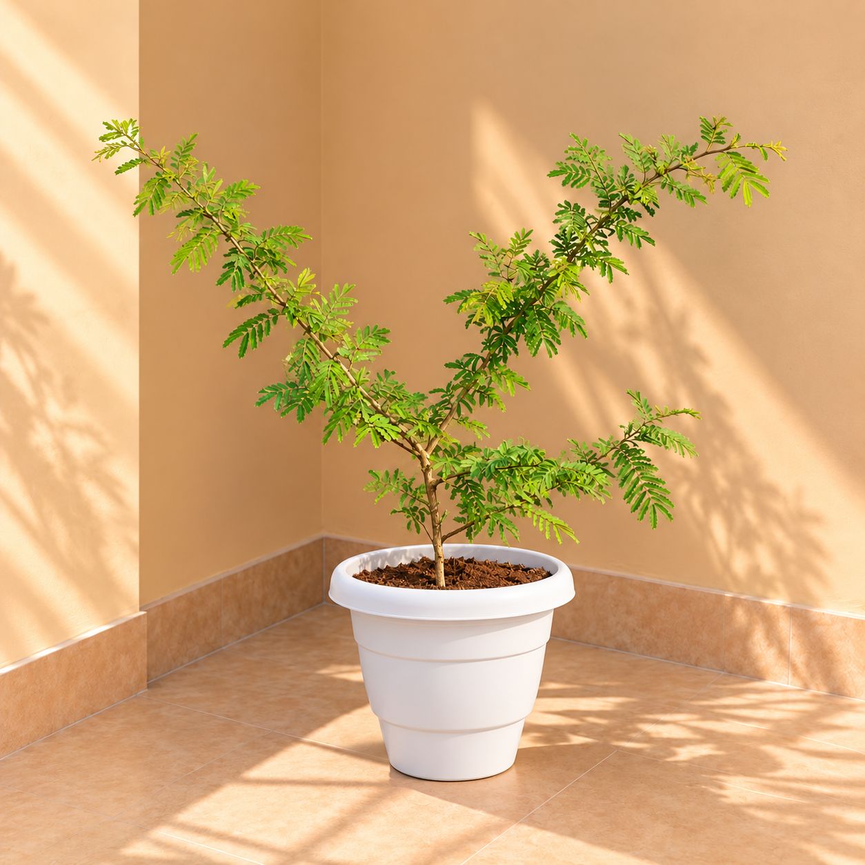 Shami (1.5 Ft) in 8 Inch White Classy Plastic Pot