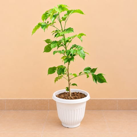 Radermachera / China Doll ( 2 Ft) in 8 Inch White Olive Plastic Pot