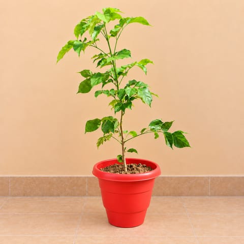 Radermachera / China Doll ( 2 Ft) in 8 Inch White Classy Plastic Pot