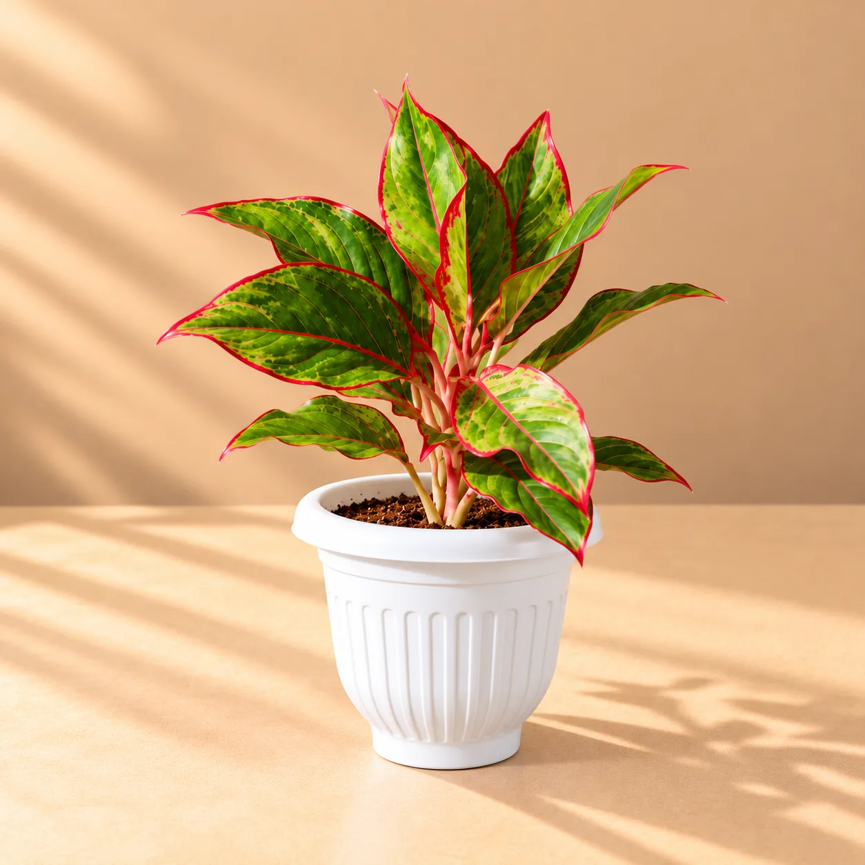 Aglaonema Lipstick in 8 Inch White Olive Plastic Pot