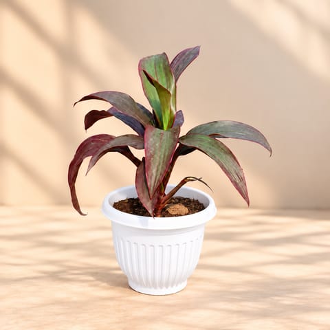 Dracaena Rosea in 8 Inch White Olive Plastic Pot