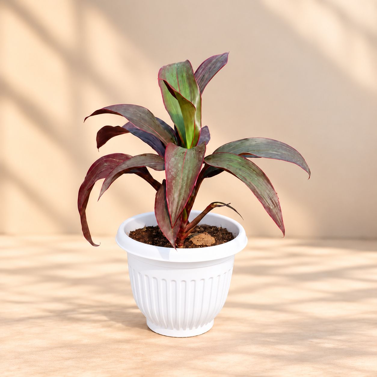Dracaena Rosea in 8 Inch White Olive Plastic Pot