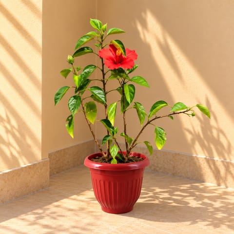 Hibiscus Desi Red in 8 Inch Terracotta Red Olive Plastic Pot