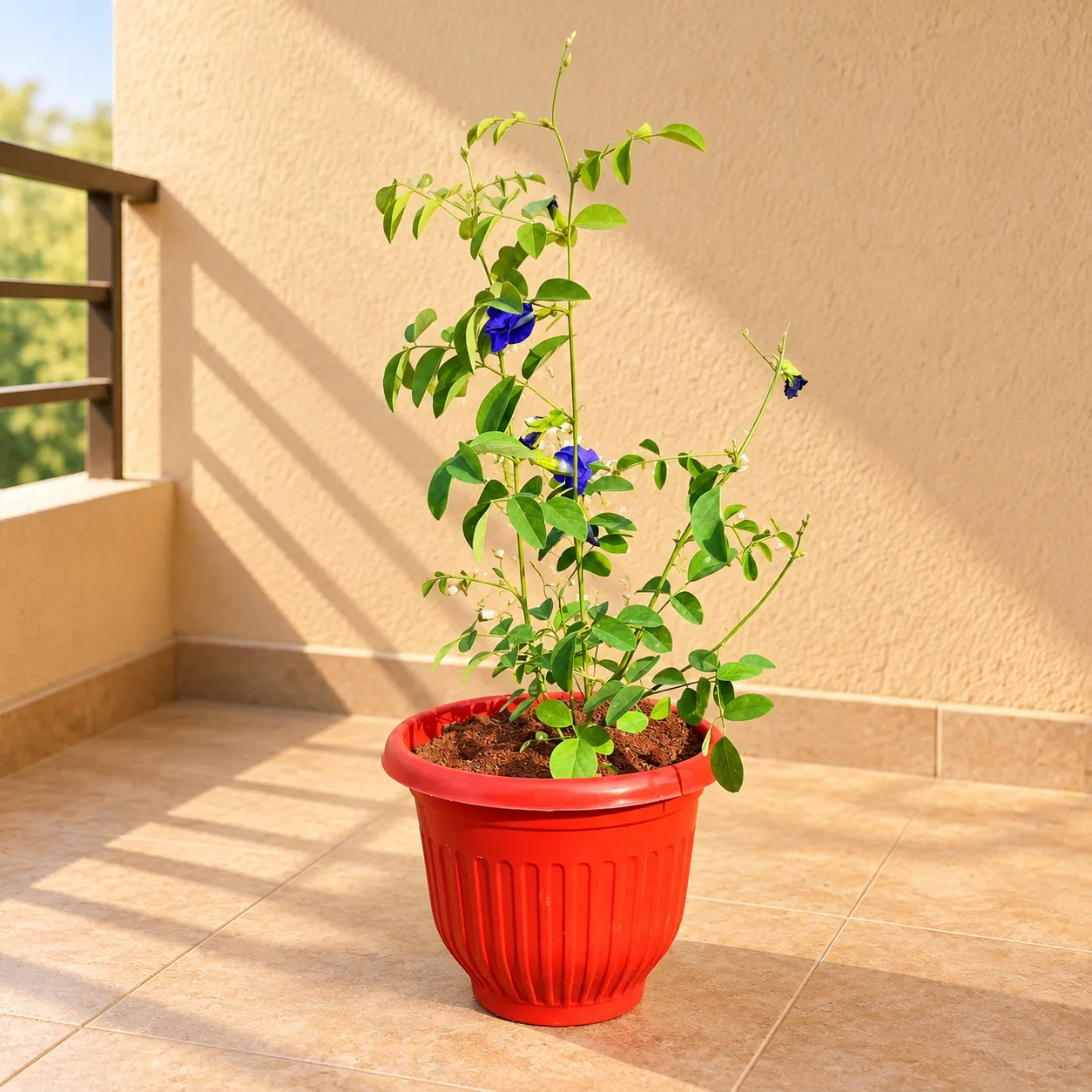 Aparajita in 8 Inch Terracotta Red Olive Plastic Pot