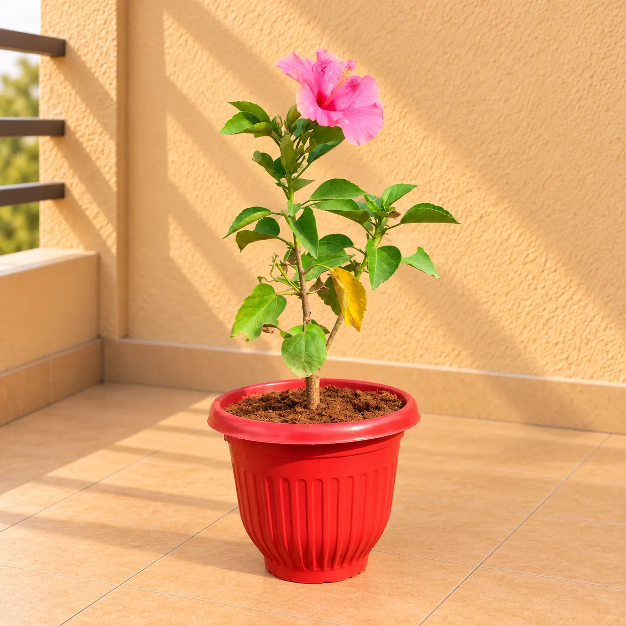 Hibiscus / Gudhal Desi Pink in 8 Inch Terracotta Red Olive Plastic Pot