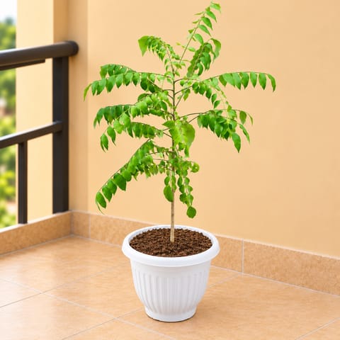 Curry Patta ( 1 Ft) in 8 Inch White Olive Plastic Pot