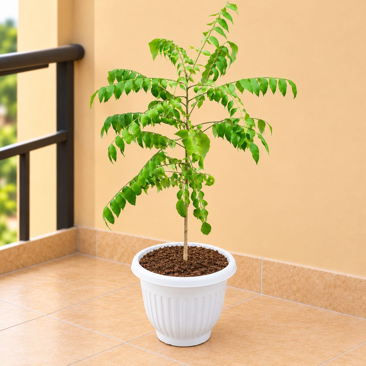 Curry Patta ( 1 Ft) in 8 Inch White Olive Plastic Pot