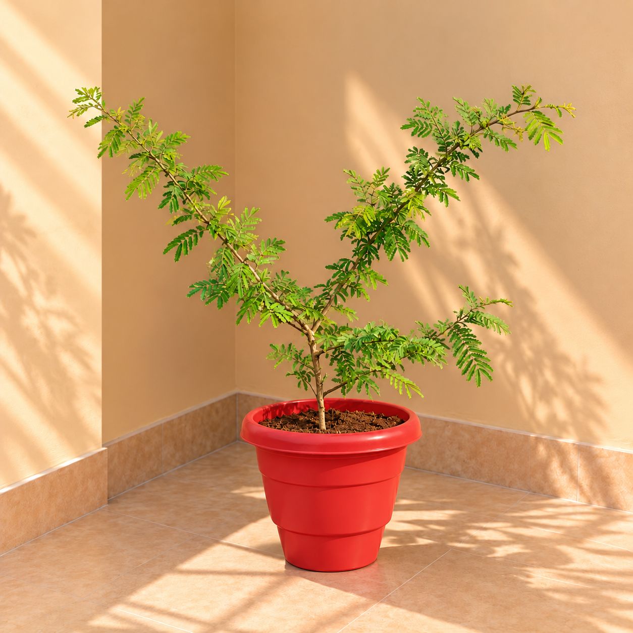 Shami (1.5 Ft) in 8 Inch Terracotta Red Classy Plastic Pot