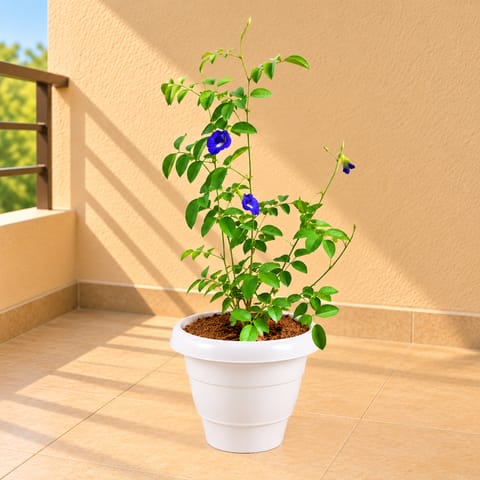 Aparajita in 8 Inch White Classy Plastic Pot