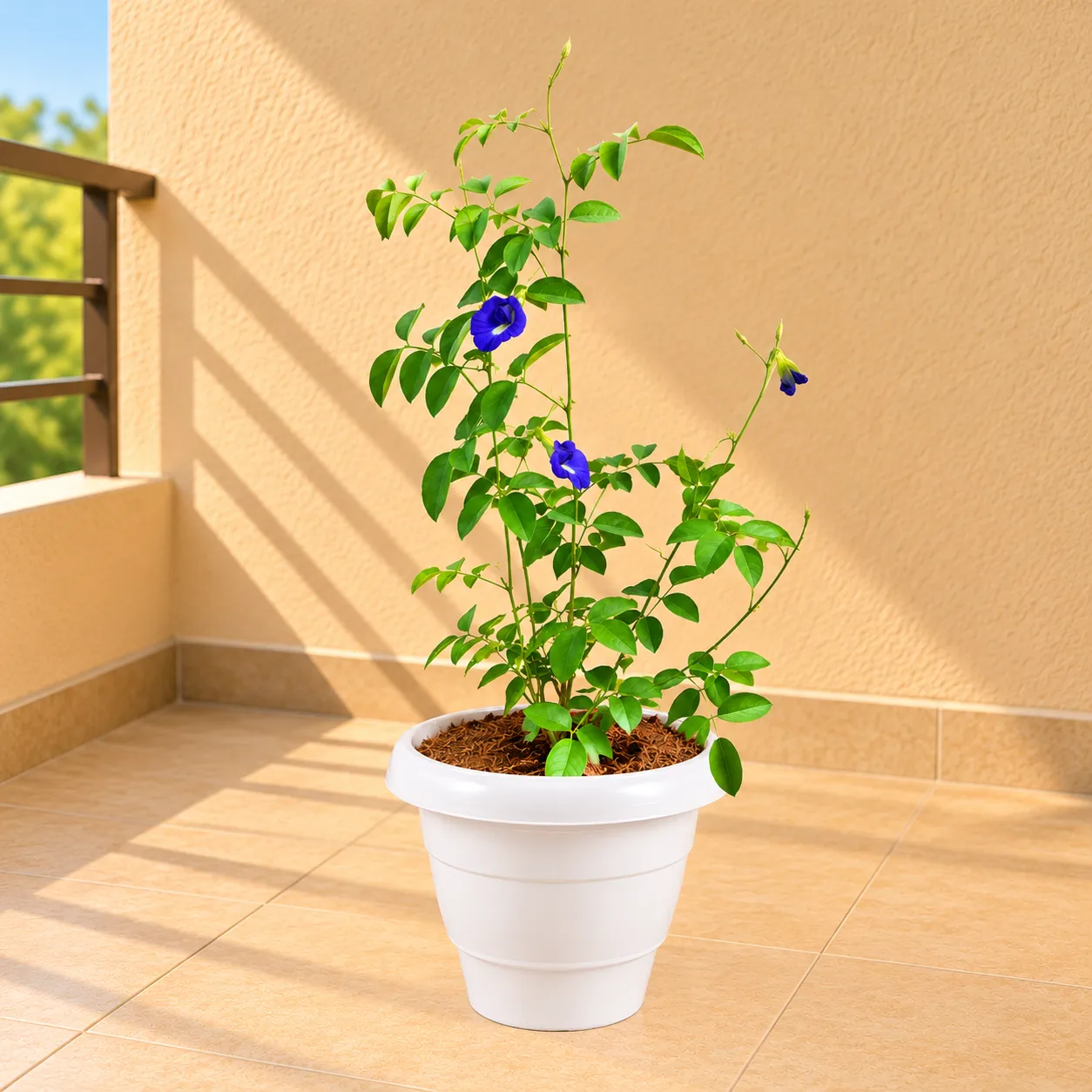 Aparajita in 8 Inch White Classy Plastic Pot