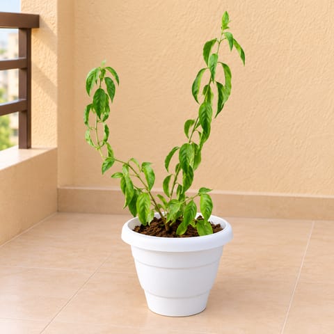 Raat Ki Rani / Night Blooming Jasmine Pune in 8 Inch White Classy Plastic Pot
