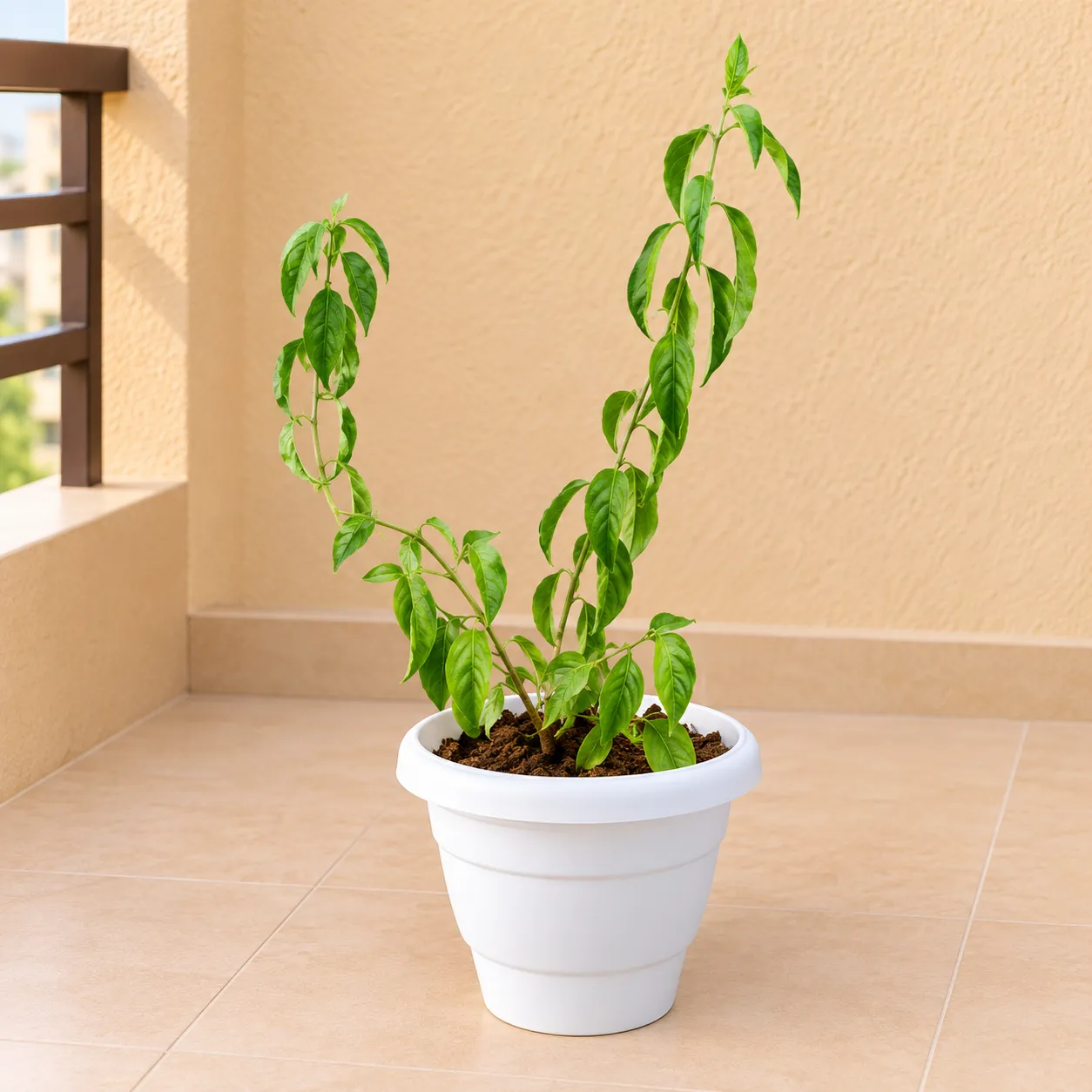 Raat Ki Rani / Night Blooming Jasmine Pune in 8 Inch White Classy Plastic Pot