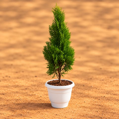 Vidya Morpankhi (~ 1.5 Ft) in 10 Inch White Classy Plastic Pot