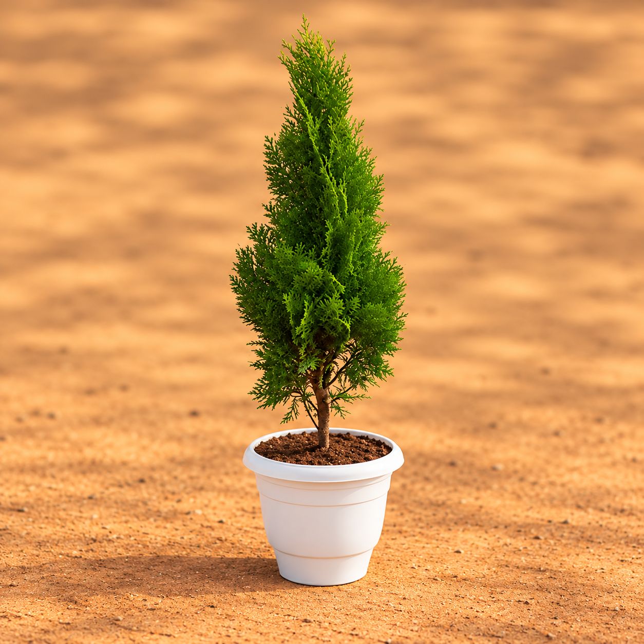 Vidya Morpankhi (~ 1.5 Ft) in 10 Inch White Classy Plastic Pot