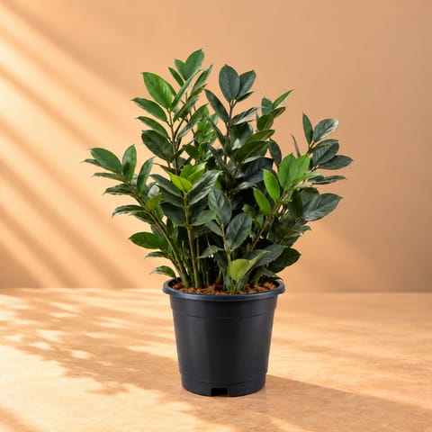 Zz Black in 10 Inch Nursery Pot