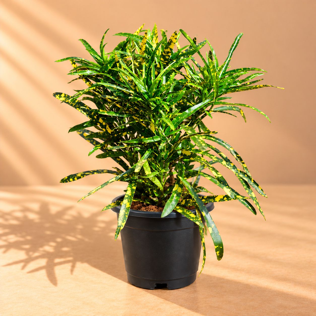 Chironji Croton in 6 inch Black Super Nursery Pot