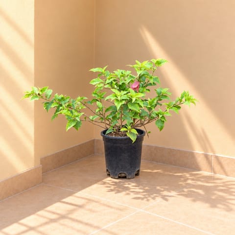 Bougainvillea (any colour) in 8 inch Super Nursery Pot