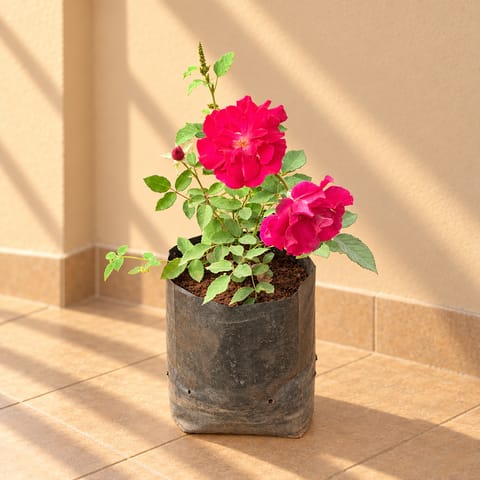 Kashmiri Rose Plant / Gulab Red in 8 Inch Nursery Pot