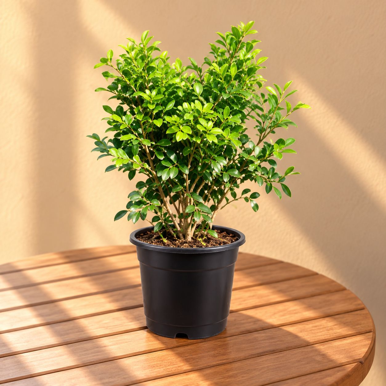 Madhu Kamini White / Murraya in 8 Inch Nursery Pot